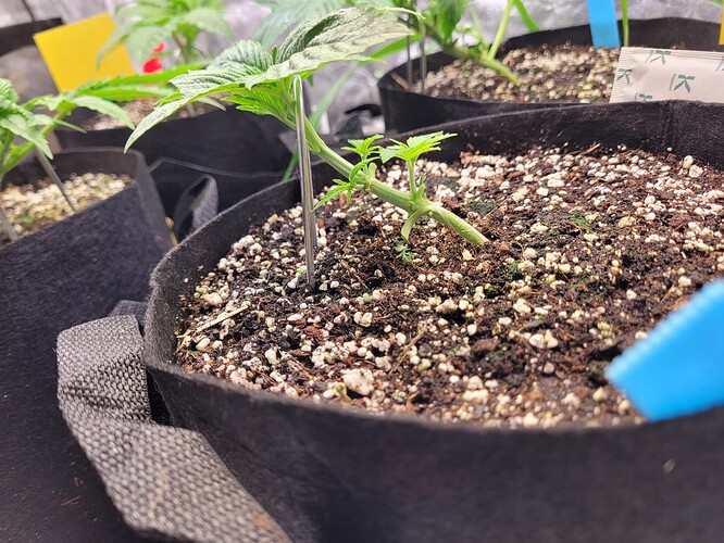 Growreport Bild 13
