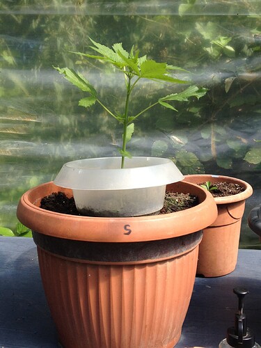 Growreport Bild 5