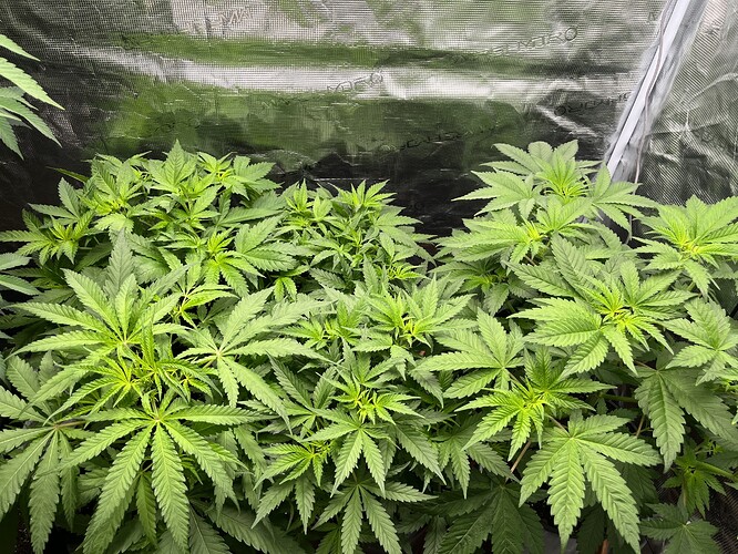 Growreport Bild 55