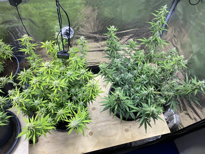 Growreport Bild 82