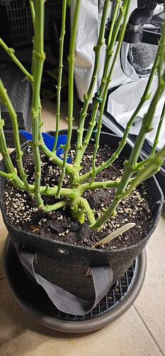 Growreport Bild 47