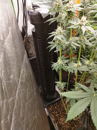 Mehrere Cannabis-Pflanzen in der Blütephase, die in schwarzen Töpfen stehen. Im Hintergrund ist ein schwarzer Turmventilator zu sehen, der von einer reflektierenden Folie umgeben ist.
