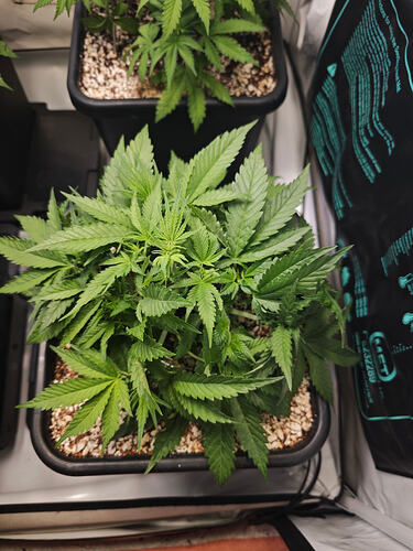 Growreport Bild 3