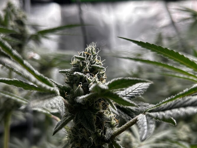 Growreport Bild 1