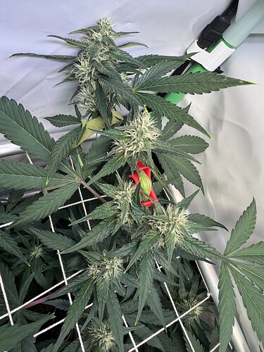 Growreport Bild 6
