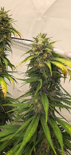 Growreport Bild 3