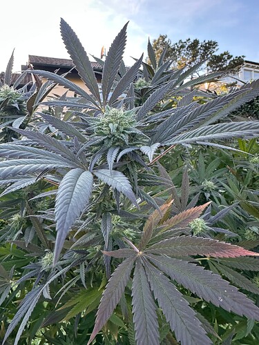 Growreport Bild 26