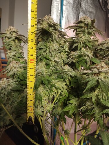 IMG_20250303_163117 - Kopie