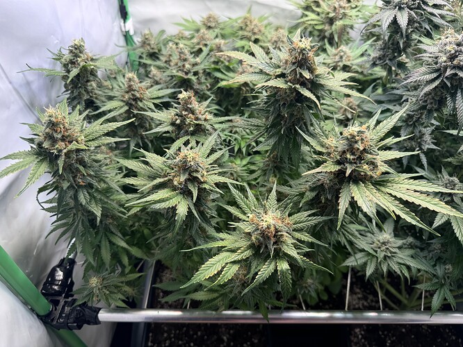 Growreport Bild 19