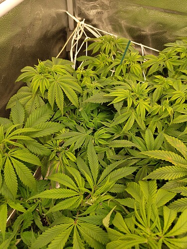 IMG_20240428_124854654