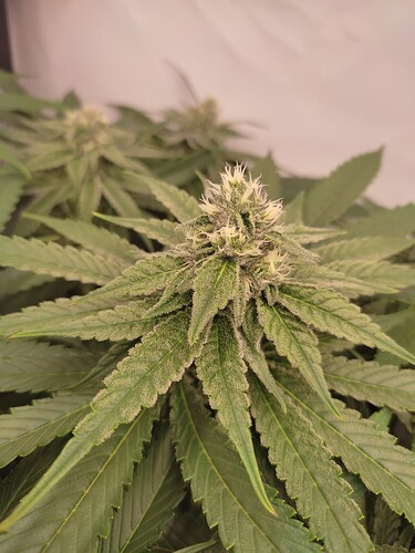 Growreport Bild 8