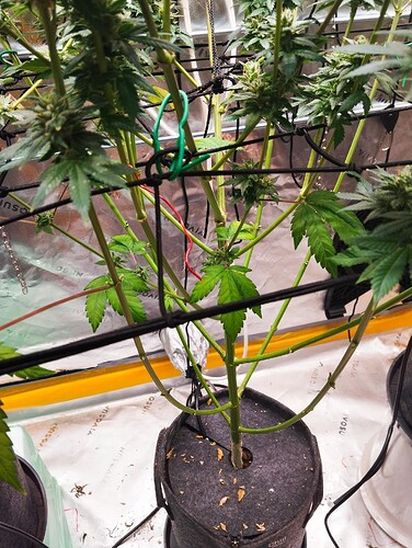 Growreport Bild 2