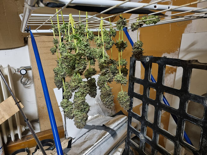 Mehrere Cannabis-Buds hängen zum Trocknen an einem Drahtgestell.