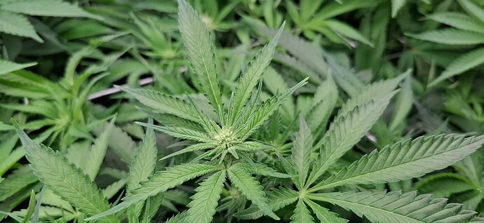 Growreport Bild 6