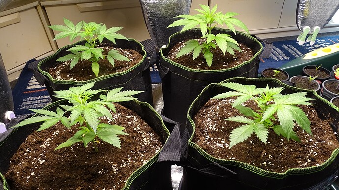 Growreport Bild 1