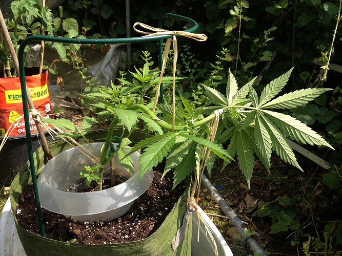 Growreport Bild 25