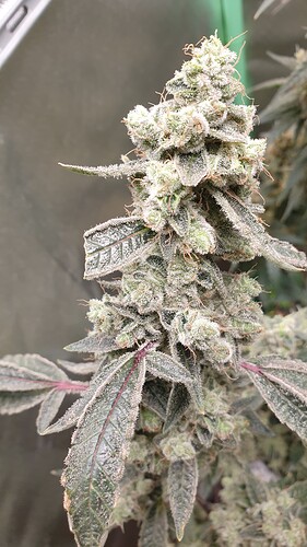 Growreport Bild 2