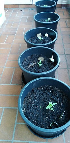 Growreport Bild 7