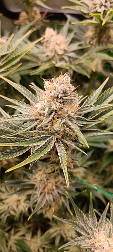 Growreport Bild 4