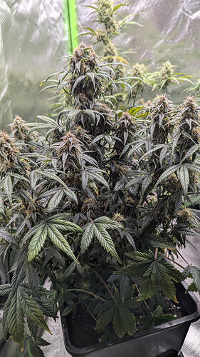 Growreport Bild 21