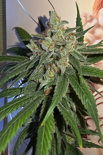 Growreport Bild 52