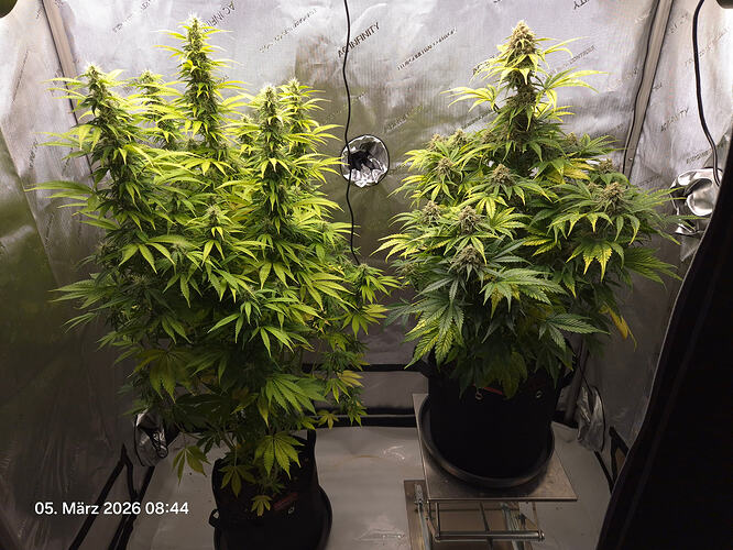 Zwei blühende Cannabispflanzen in einem Growzelt, eine links und eine rechts, beide in schwarzen Stofftöpfen.