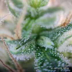 trichome 6