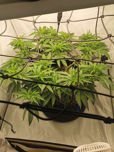 Growreport Bild 9