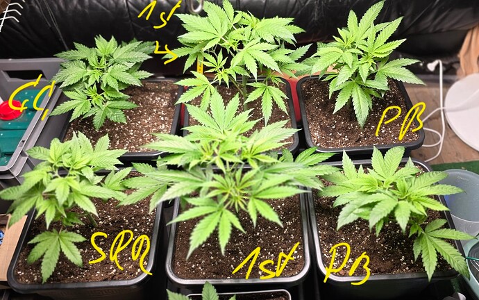 Growreport Bild 16