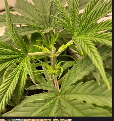 Growreport Bild 8