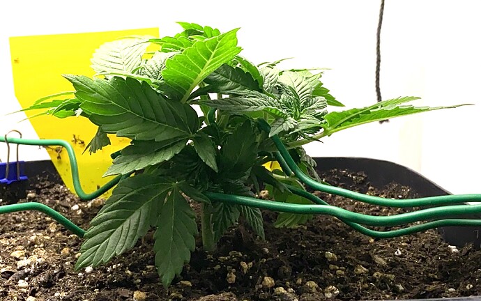 Growreport Bild 24