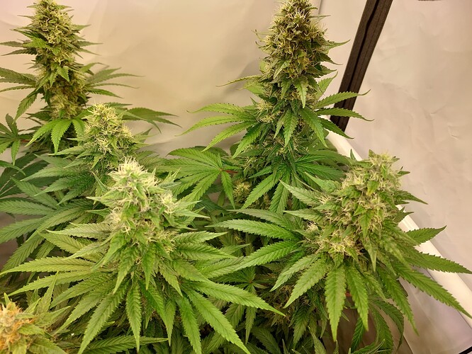 Growreport Bild 4