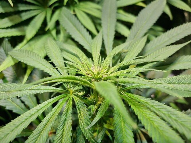 Nahaufnahme einer jungen Cannabis-Pflanze im frühen Blütestadium mit sichtbaren Vorblüten und charakteristischen Fächerblättern.
