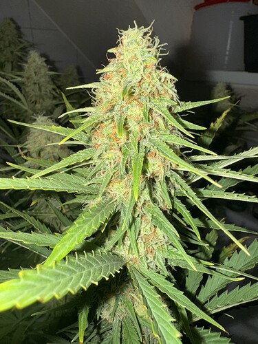 Growreport Bild 17
