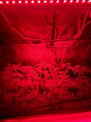 Growreport Bild 20