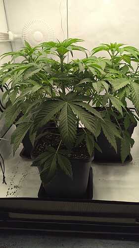 Growreport Bild 4