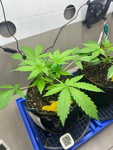 Growreport Bild 8
