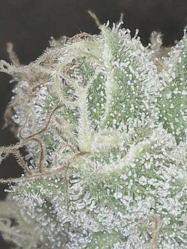Growreport Bild 15
