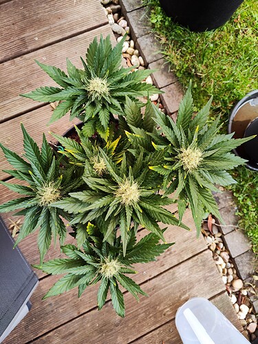 Growreport Bild 5