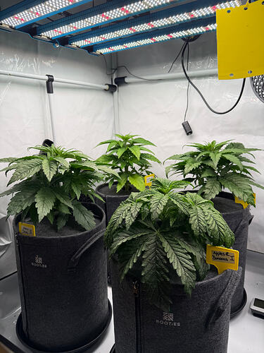 Growreport Bild 2