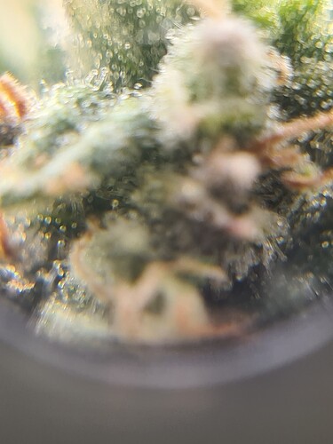 Growreport Bild 41
