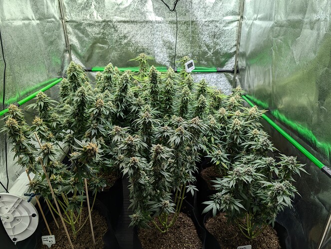 Growreport Bild 6