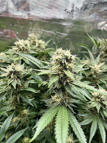 Nahaufnahme von blühenden Cannabispflanzen mit dichten Blütenständen und grünen Blättern.