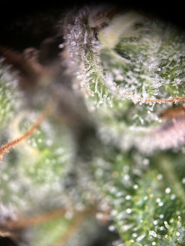 Growreport Bild 29