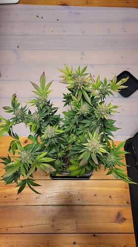 Growreport Bild 13
