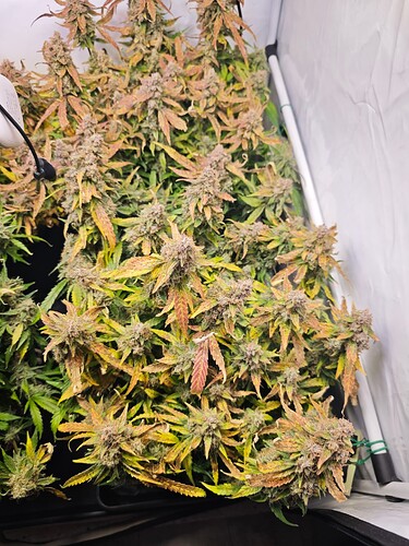 MVIMG_20251204_172133