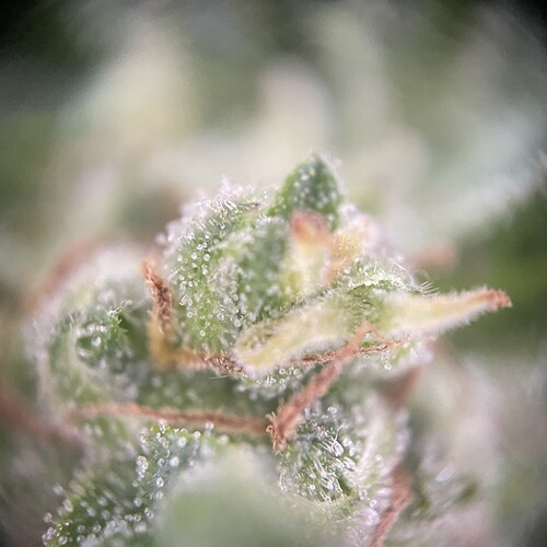Growreport Bild 27