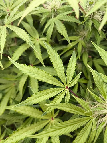 Growreport Bild 10
