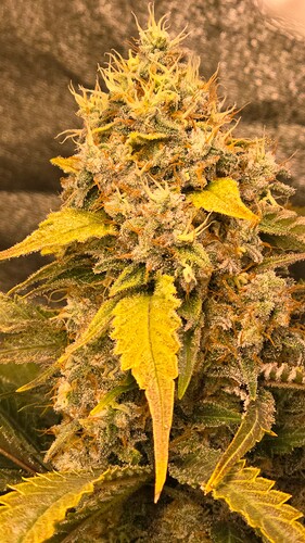Growreport Bild 23