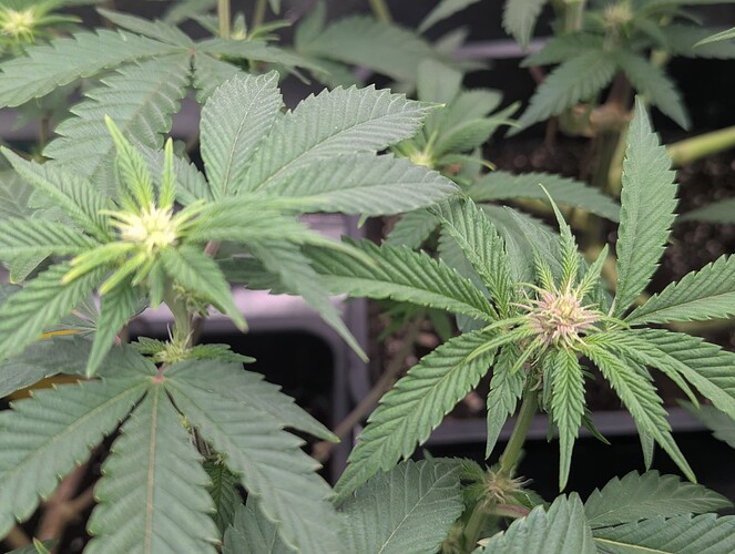 Growreport Bild 5